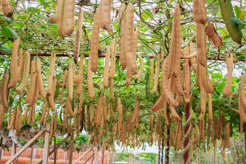 sword beans on the vine