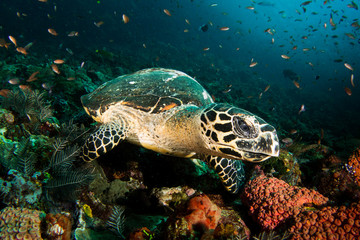 Obraz premium A Hawksbill Turtle - Eretmochelys imbricata - rests on the reef. Taken in Komodo National Park, Indonesia.