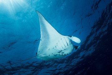 A Manta Ray - Manta alfredi - under the sun. Taken in Komodo National Park, Indonesia.