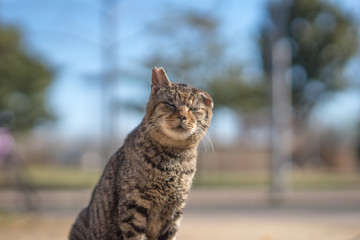 Naklejka premium Noraneko jak Nobushi