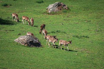 Naklejka na ściany i meble A summertime view of a herd of fallow deers (Dama dama) on the g