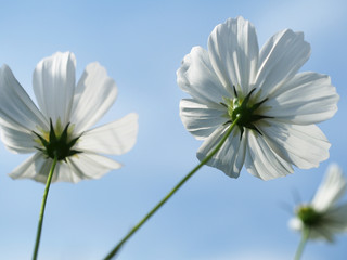 Beautiful Cosmos Flowers in the garden, Thailand