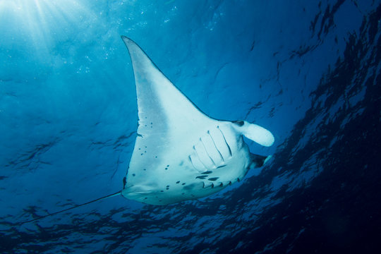 A Manta Ray - Manta alfredi - under the sun. Taken in Komodo National Park, Indonesia.