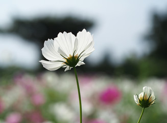 Beautiful Cosmos Flowers in the garden, Thailand