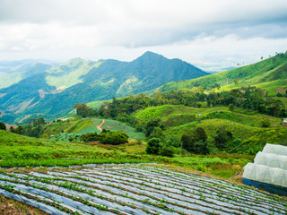 Green Field on the mountain