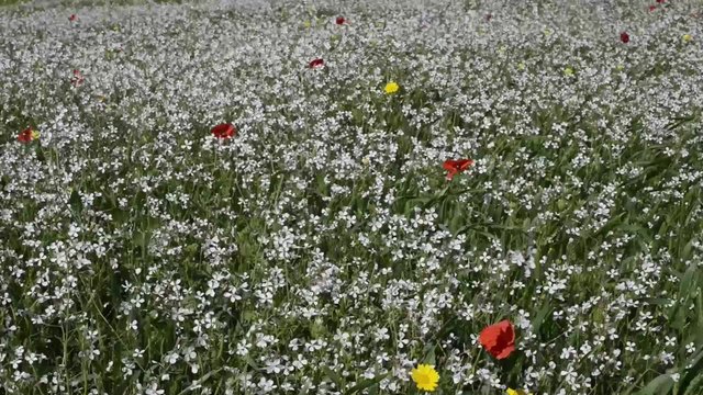 fiori bianchi col vento in montagna