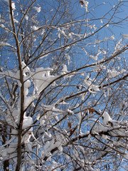 Photo of trees in the snow