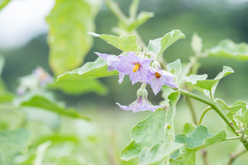 green eggplant farming