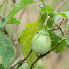 green eggplant farming