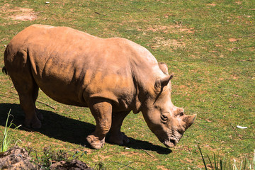 Obraz premium Rhinoceros, Lake Nakuru National Park, Kenya, Ceratotherium