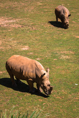 African rhinoceroses (Diceros bicornis minor) on the Masai Mara