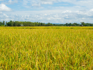 Golden Rice Field in sunny day