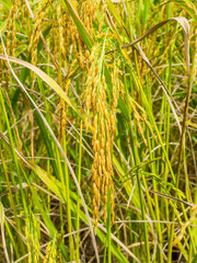 Golden Rice Field