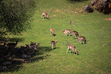 A summertime view of a herd of fallow deers (Dama dama) on the g
