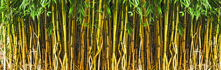 Bambuswald © Blickfang