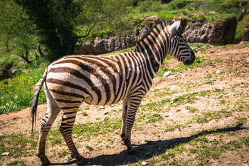 Fototapeta na wymiar Zebra on grassland in Africa, National park of Kenya