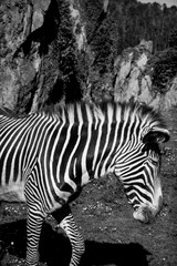 Fototapeta na wymiar A beautiful African zebra in his natural environment