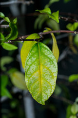 single leaf in the garden