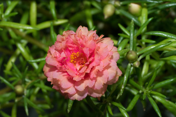 old rose color portulaca in the garden