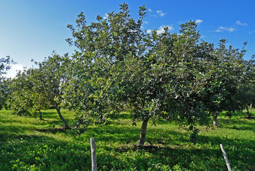 Fototapeta na wymiar Olive trees in the countryside of Ragusa in Sicily 