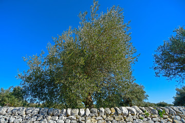 Olive trees in the countryside of Ragusa in Sicily
