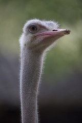 Close-up portrait of an ostrich