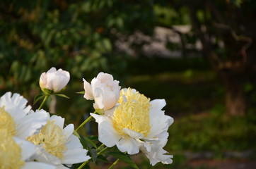 White peony flowers 