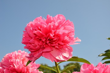 Red peony flower and a blue sky 