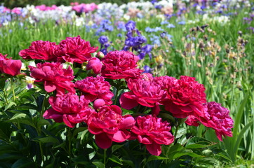 Many red peony flowers 