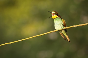 Bee eater screaming 