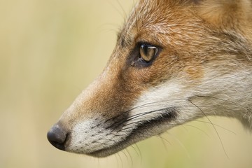Fox head