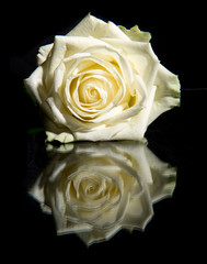 Single blooming white rose with reflection on a black background