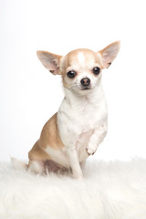 Cute chihuahua dog sitting with its paw lifted on a white fur on a white background