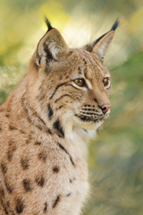 Portrait of a lynx with greenish background