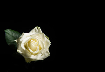 Fototapeta premium Single blooming white rose on a black back background with room for text