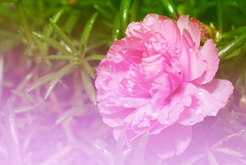 Obraz premium pink portulaca on colorful filter