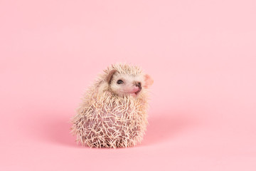 Cute baby African pygmy hedgehog curled up on a pink background