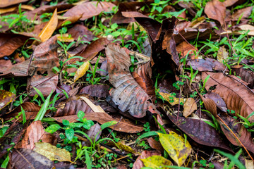 closeup autumn dry leaves
