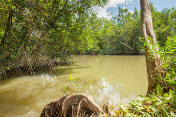 Mangrove de Guyane