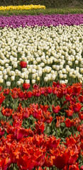 Tulip Culture,  Netherlands