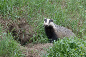 Badger near of the hole. European badger (Meles meles)