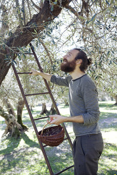 Handsome young Italian man on ladder picking fresh olives from a tree in the orchard outdoors in Tuscany