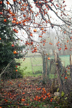 Ripe persimmons on the branches of the tree in a garden in autumn