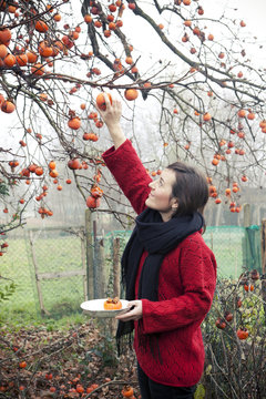 Woman picking persimmons from the branches of the tree