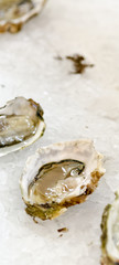 delicious oysters at market