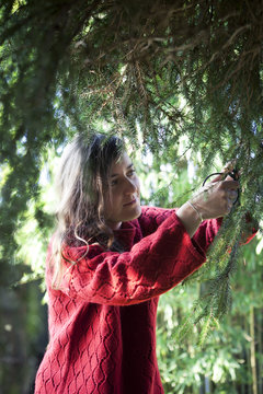 A woman is cutting pine branches from a tree in the garden