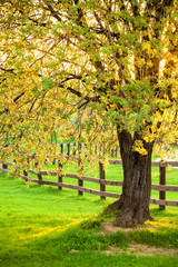 Flowering willow tree in a spring