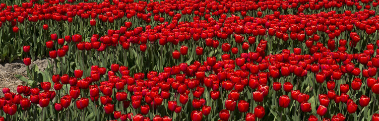 Tulip Culture,  Netherlands