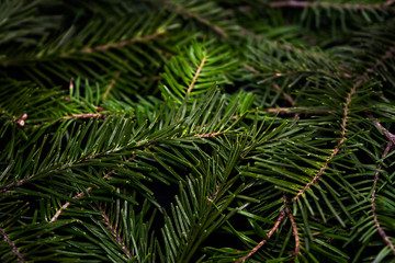 Coniferous background of green spruce