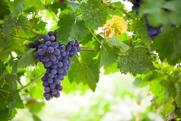 Purple red grapes with green leaves on the vine. fresh fruits